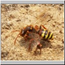 Nomada lathburiana - Wespenbiene w05.jpg